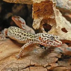 Thumbnail picture showing a leopard gecko