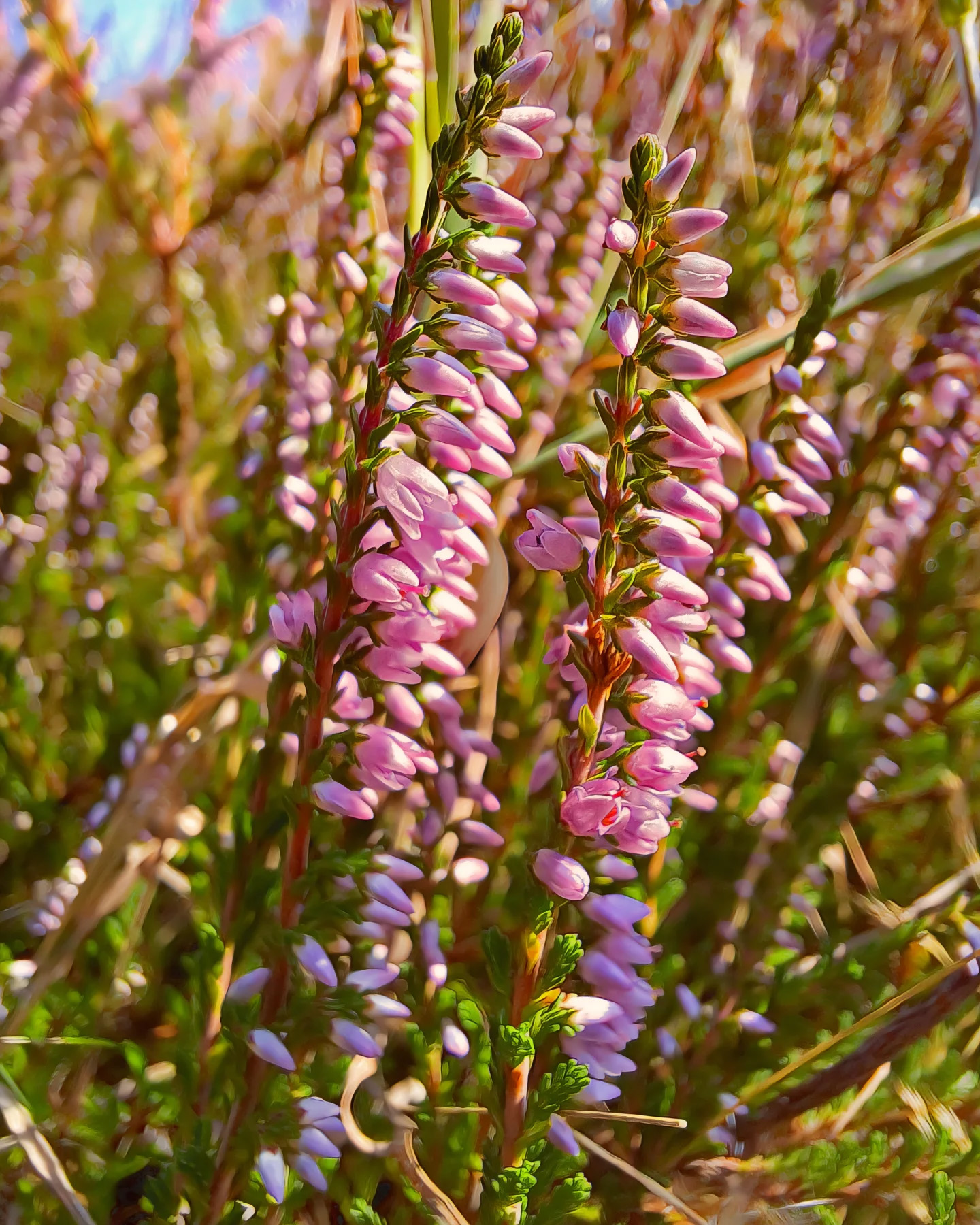 Picture in Stierstadt Heath