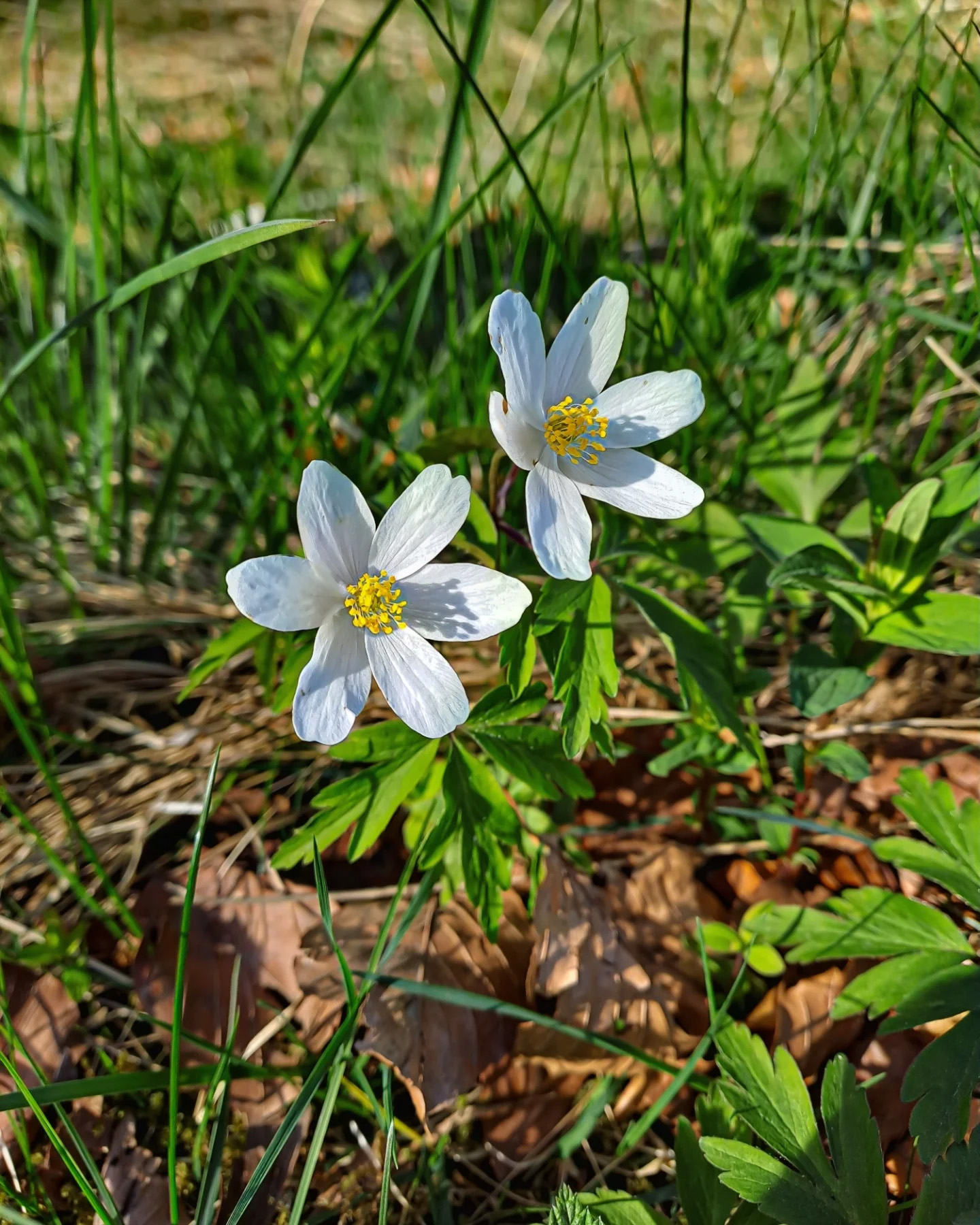 Picture in Großer Feldberg