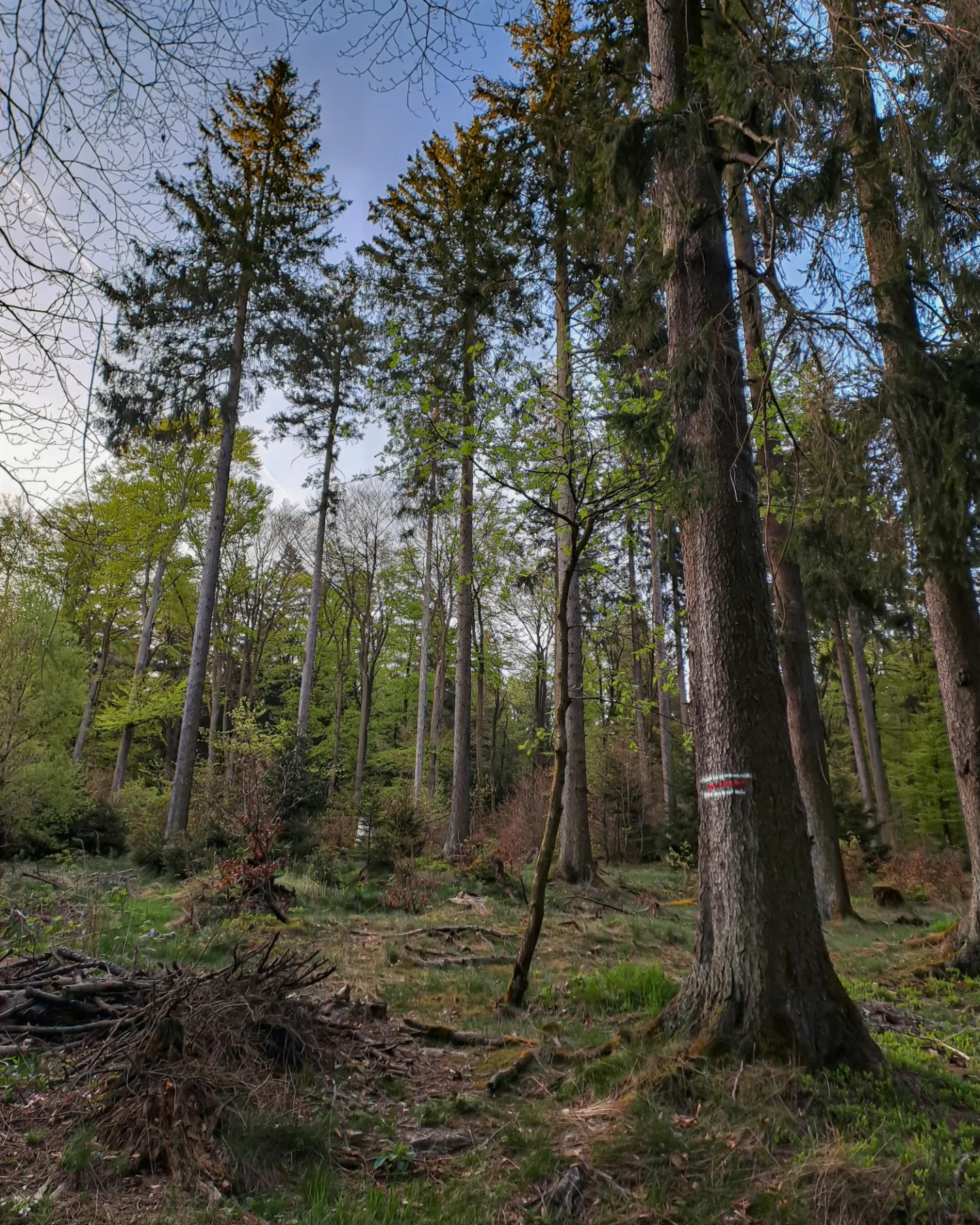 Picture in Großer Feldberg