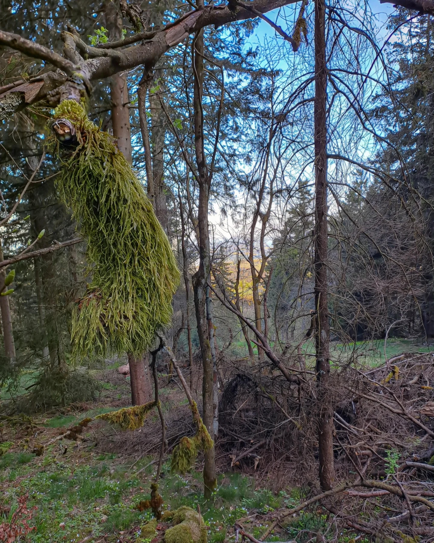 Picture in Großer Feldberg
