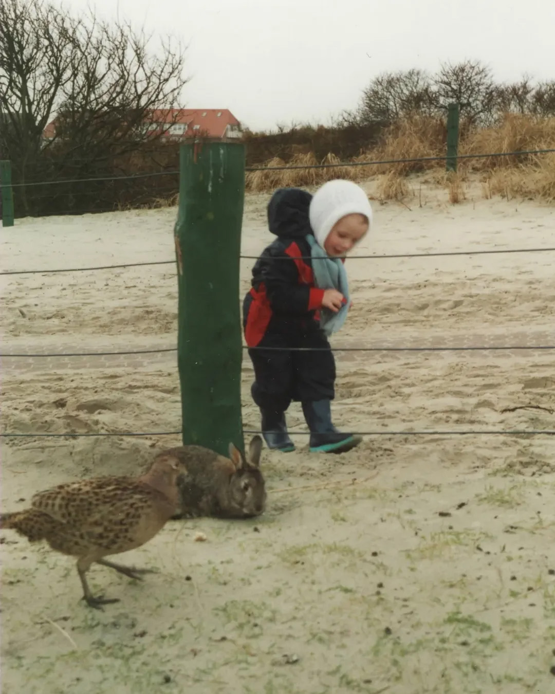 Picture in Baltrum