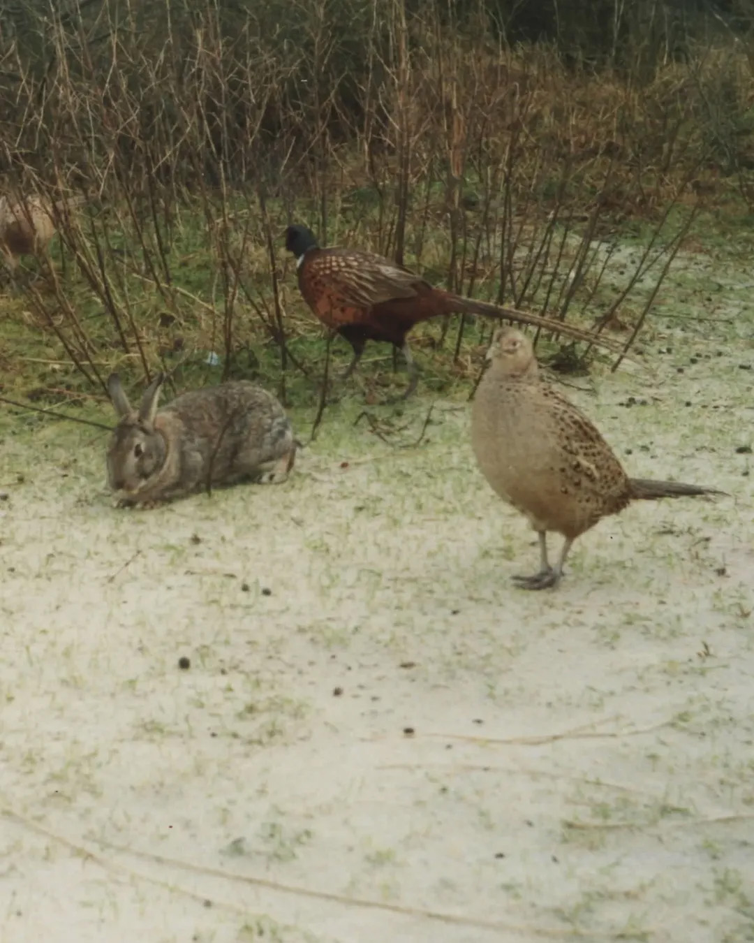 Picture in Baltrum