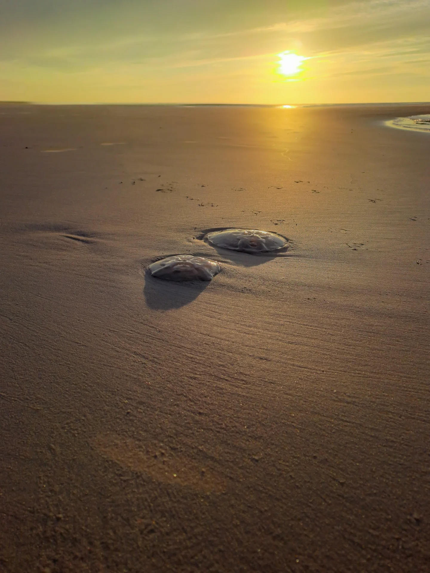 Picture in Baltrum