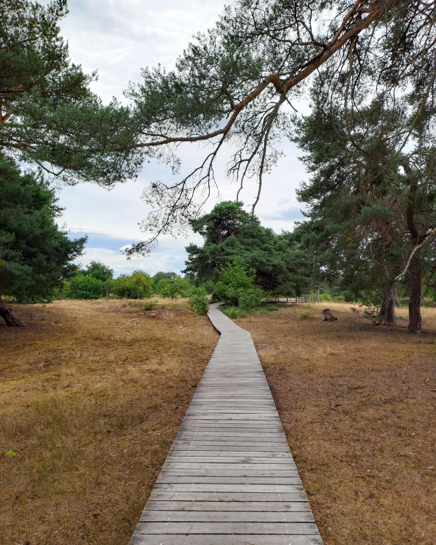 Picture in Schwanheim Dune