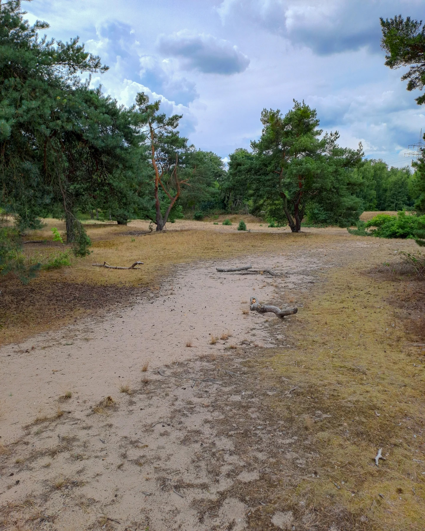 Picture in Schwanheim Dune
