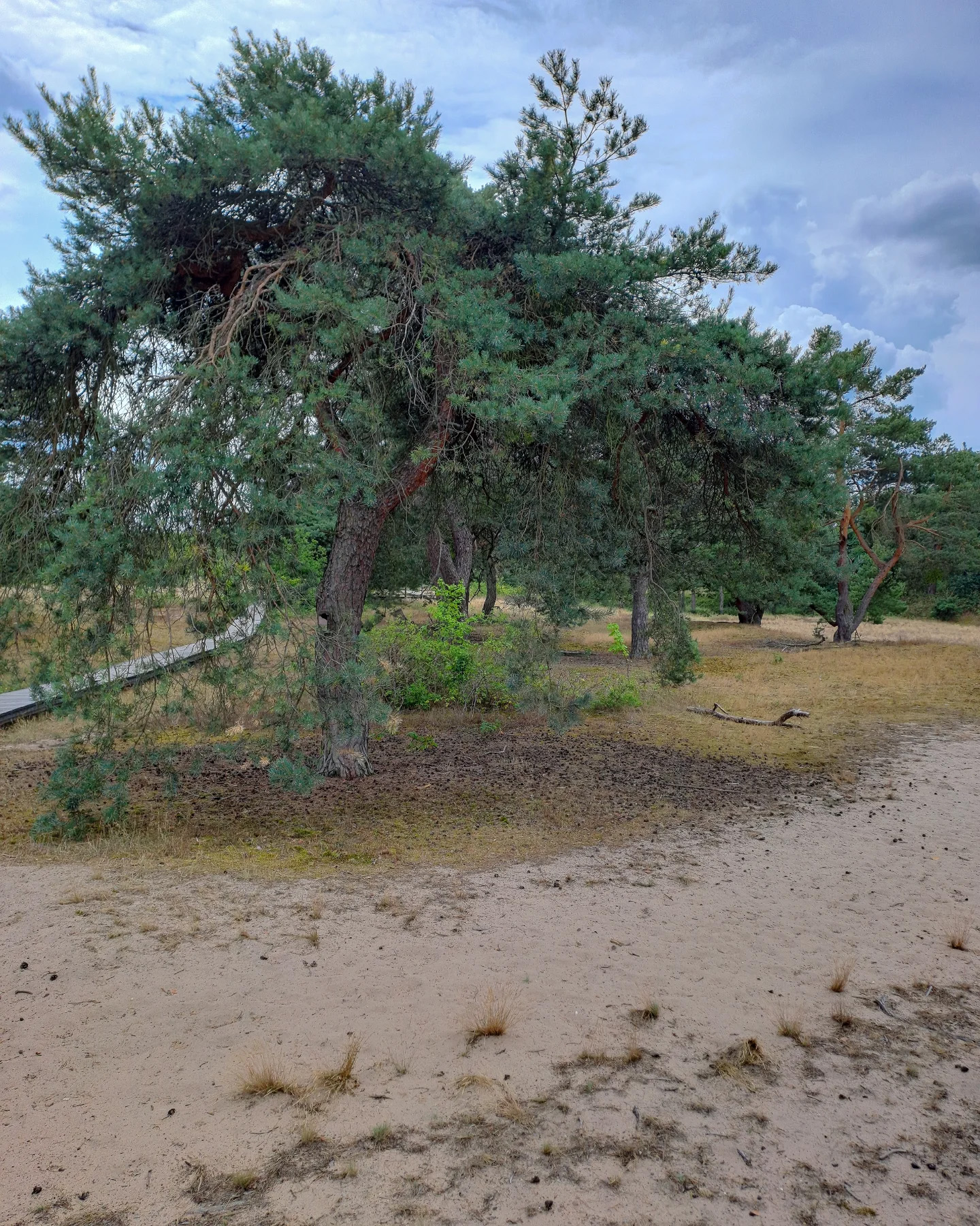 Picture in Schwanheim Dune