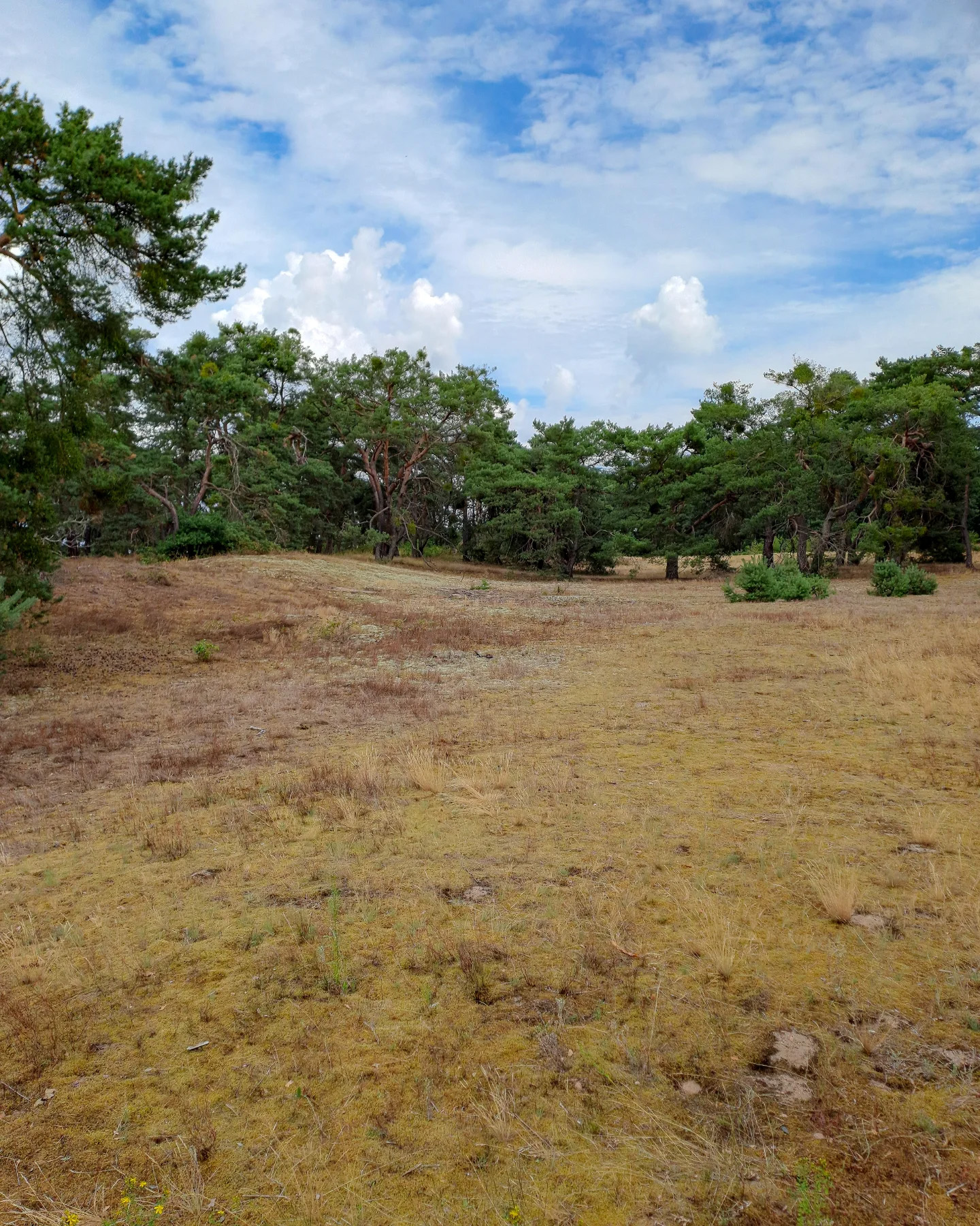 Picture in Schwanheim Dune