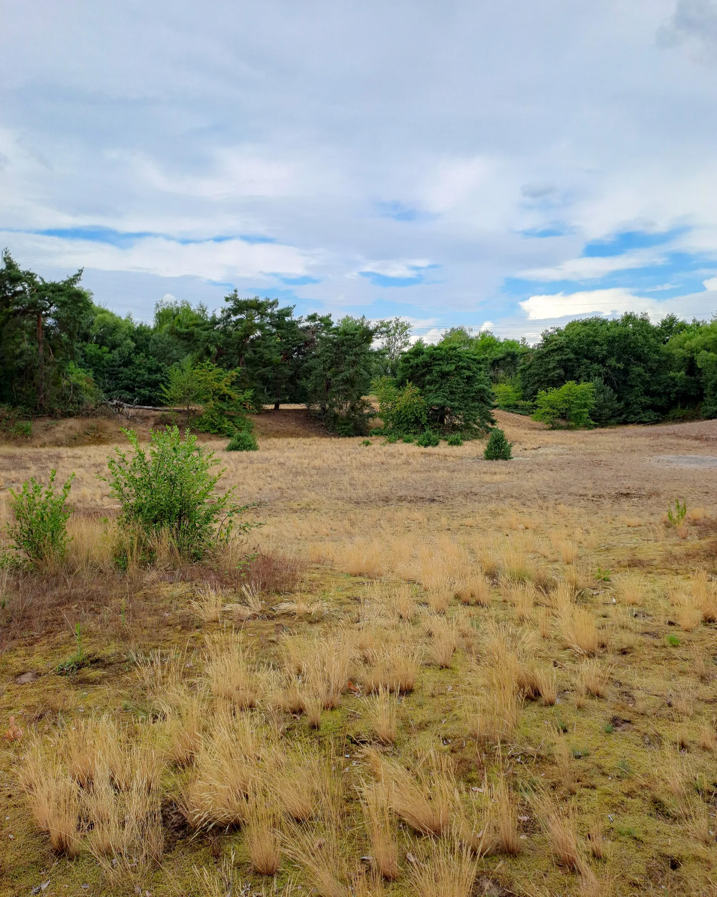 Picture in Schwanheim Dune