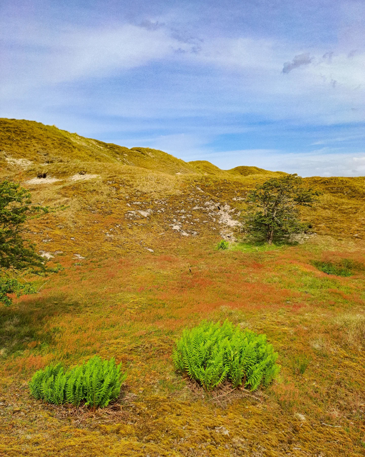 Picture in Baltrum