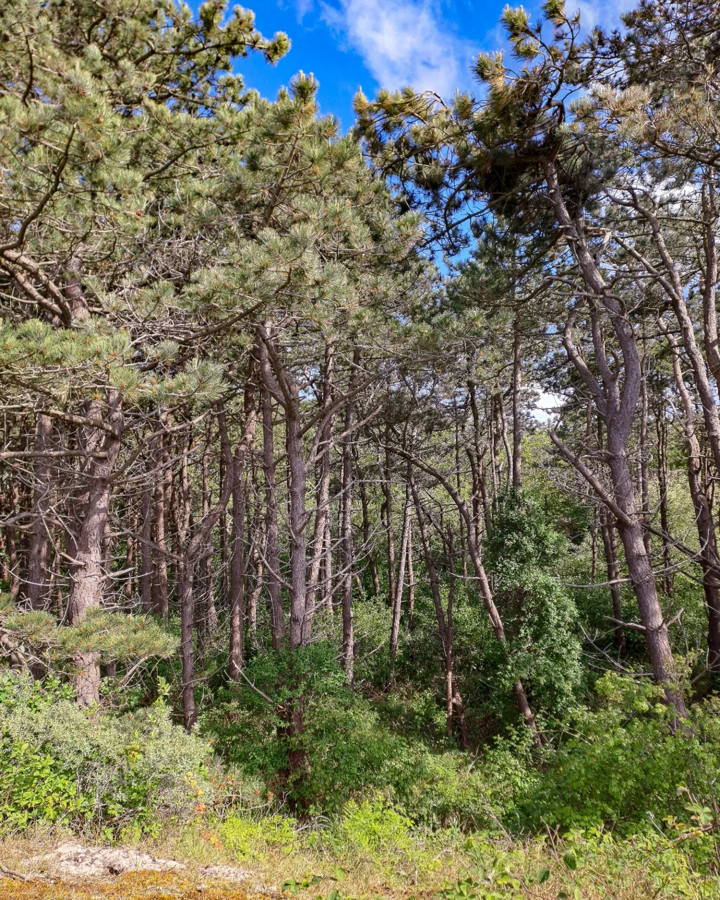 Picture in Baltrum