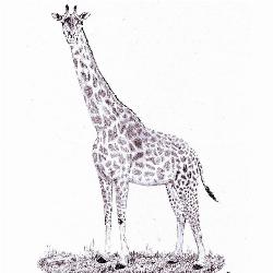 Rhodesian Giraffe