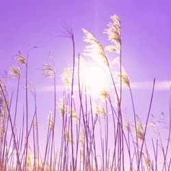 Purple Sky, Golden Reed