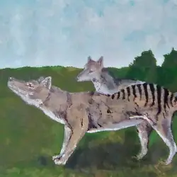 Thumbnail picture showing Thylacinus cynocephalus