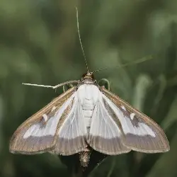 Thumbnail picture showing Cydalima perspectalis