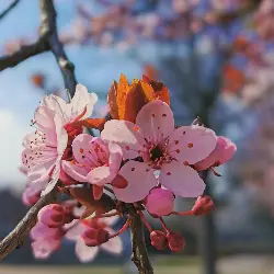 Thumbnail picture showing Prunus cerasifera