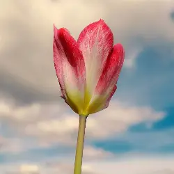 Miniatuurafbeelding toont Tulipa species