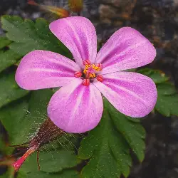 Thumbnail picture showing Geranium robertianum