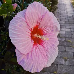 Thumbnail picture showing Hibiscus moscheutos