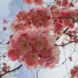 Thumbnail picture showing Prunus serrulata