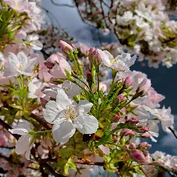 Thumbnail picture showing Prunus × subhirtella