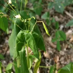 Thumbnail picture showing Impatiens parviflora