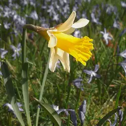 Miniatuurafbeelding toont Narcissus pseudonarcissus