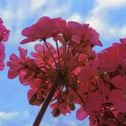Thumbnail picture showing Pelargonium × hortorum