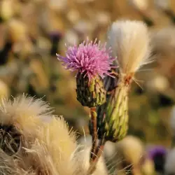 Thumbnail picture showing Cirsium vulgare