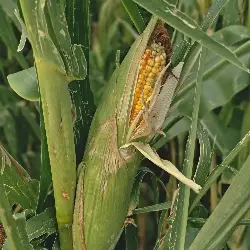 Thumbnail picture showing Zea mays