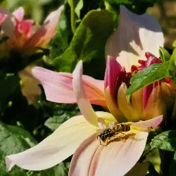 Thumbnail picture showing Dahlia × hortensis