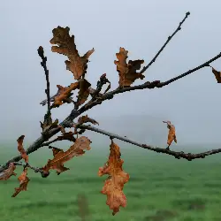 Thumbnail picture showing Quercus robur