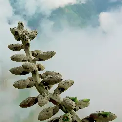 Thumbnail picture showing Puya weberbaueri