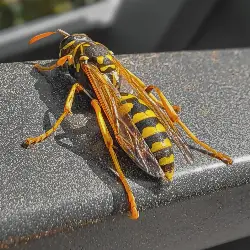 Thumbnail picture showing Polistes dominula