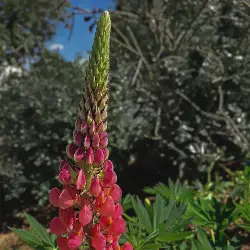 Thumbnail picture showing Lupinus polyphyllus