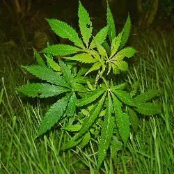 Thumbnail picture showing Cannabis sativa