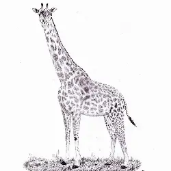 Thumbnail picture showing Giraffa camelopardalis thornicrofti
