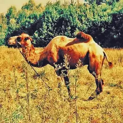 Thumbnail picture showing Camelus dromedarius