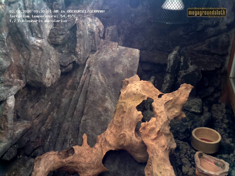 Leopard Gecko Almost Live Cam