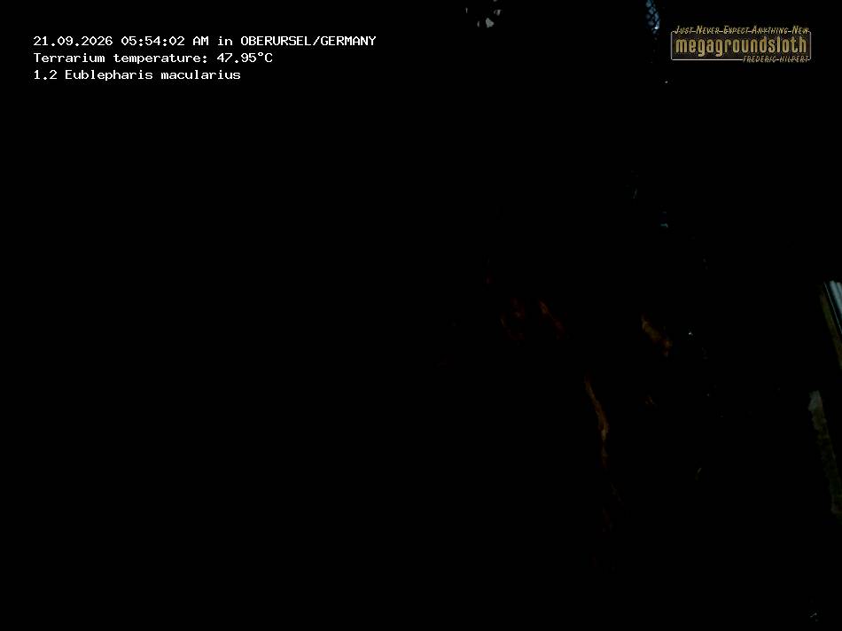 Leopard Gecko Almost Live Cam