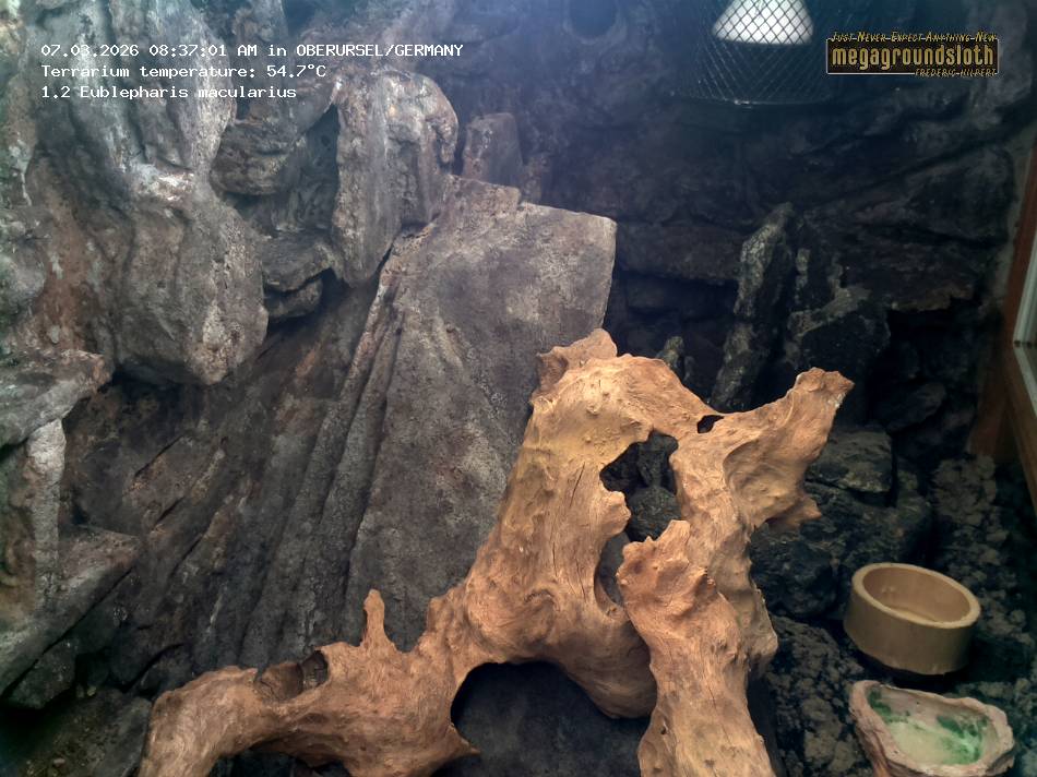 Leopard Gecko Almost Live Cam