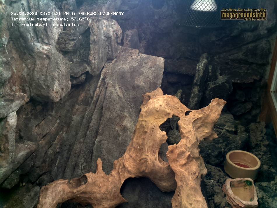 Leopard Gecko Almost Live Cam