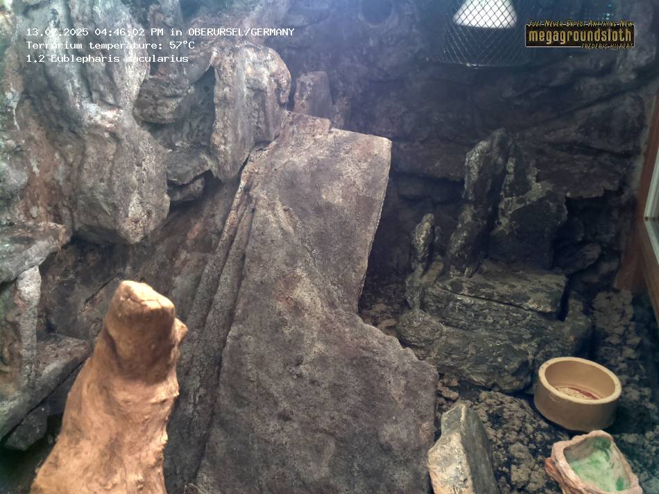 Leopard Gecko Almost Live Cam