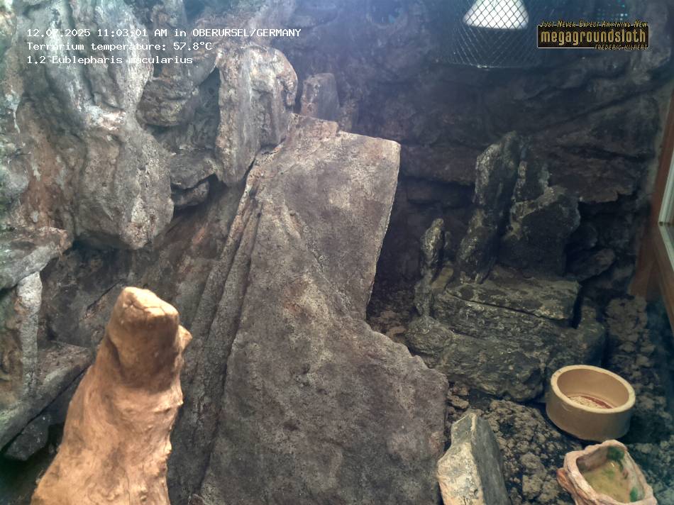 Leopard Gecko Almost Live Cam
