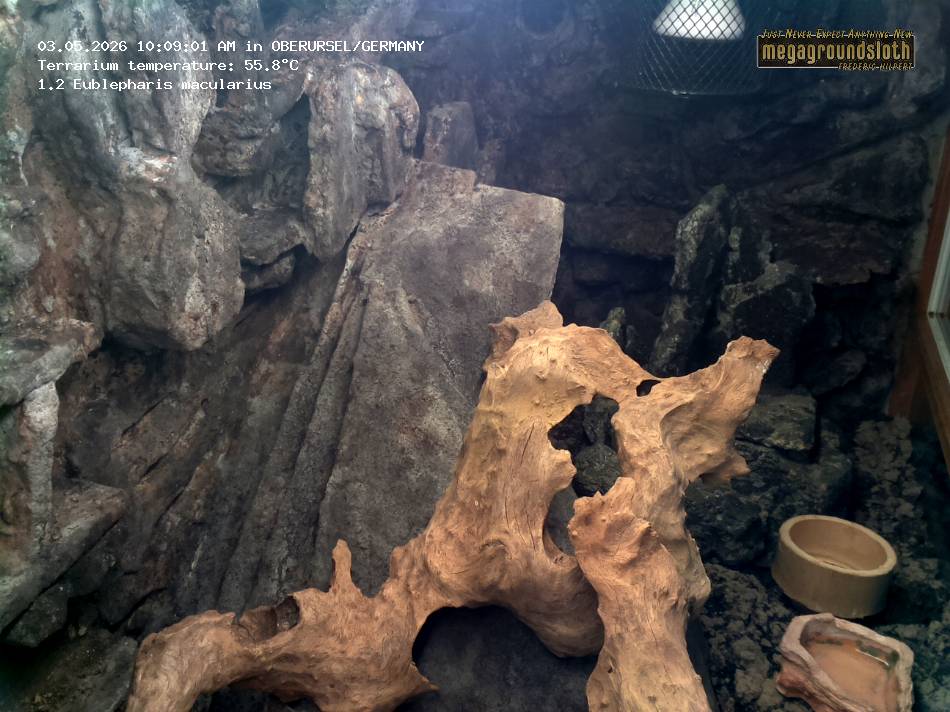 Leopard Gecko Almost Live Cam