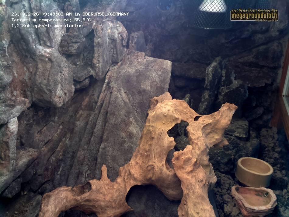 Leopard Gecko Almost Live Cam