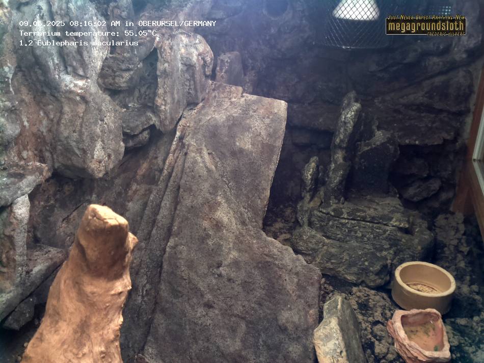 Leopard Gecko Almost Live Cam