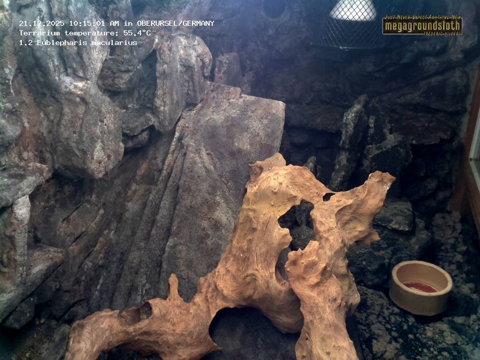 Leopard Gecko Almost Live Cam