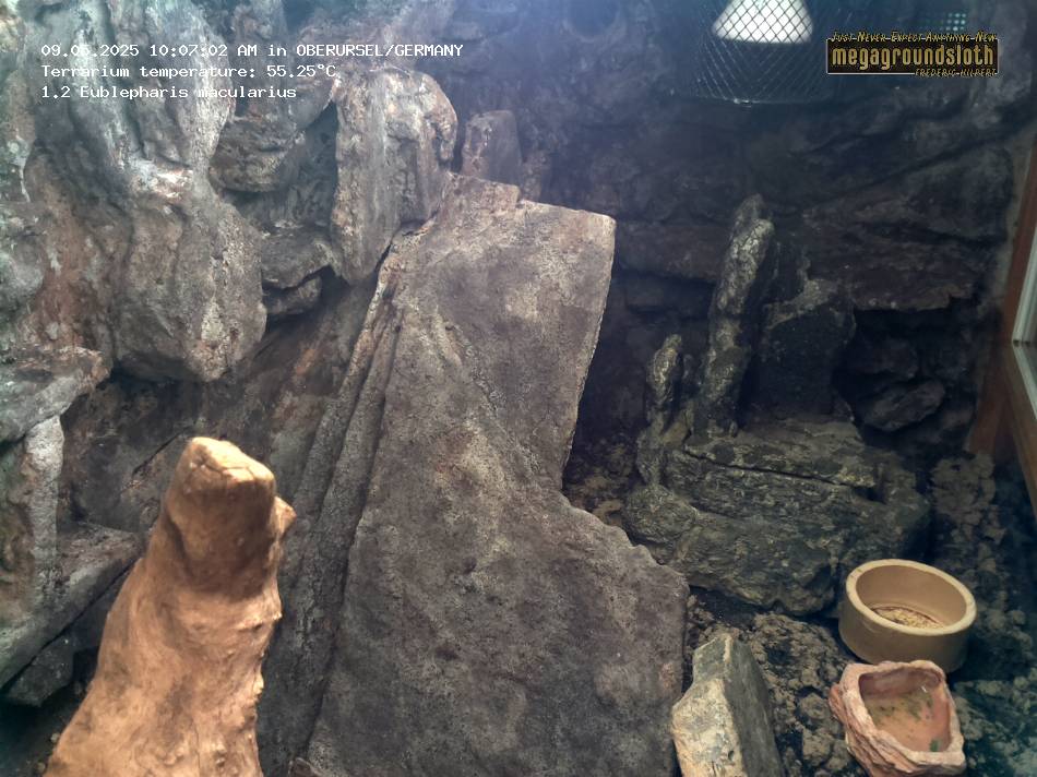 Leopard Gecko Almost Live Cam
